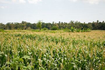 Fototapeta na wymiar A cornfield a field which corn is growing