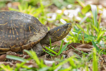 A florida box turtle walking through the grass. 