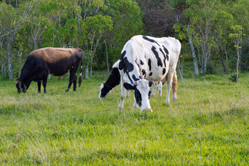 Vacas comiendo pasto con un toro en el fondo