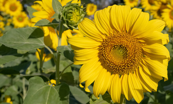 Close up of sunflowers in field.