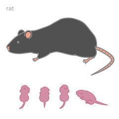 授乳中の黒いラット　個別版