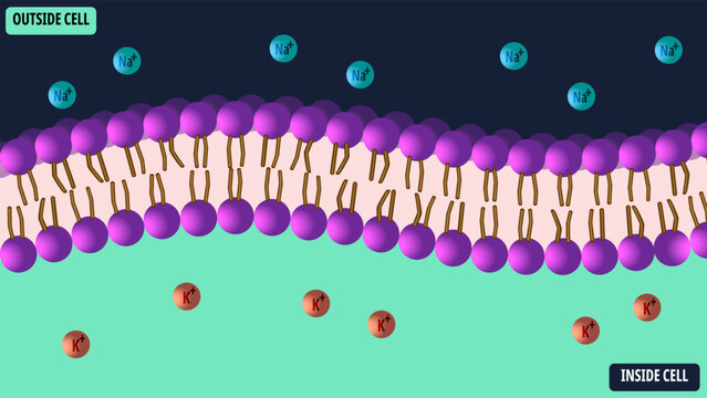 Membrane Cell with Electrolyte - Natrium, Kalium, and Phospholipid - Vector Medical Illustration