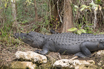 alligator, crocodile, reptile