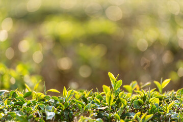 Green tea tree leaves field young tender bud herbal Green tea tree in camellia sinensis organic farm. Close up Fresh Tree tea plantations mountain green nature in herbal farm plant background morning