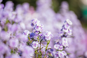 Purple Pastel flower floral soft nature blossom blurred background. Vintage retro romance plum botanical bloom spring season. Blurry Cherry blossom petals plant in beautiful garden. Backdrop template