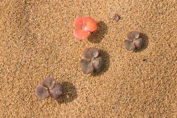 Plants inhabiting the Tottori Sand Dunes, Close up