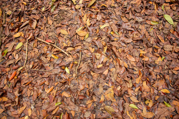 A pile of dry leaves on the ground from trees of the forest