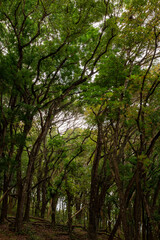 Forest of a nature preserve with trees grow tall green leaves