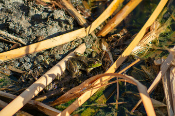 Frog camouflaged in natural grass or plants with mud and dirt in a wet and damp aquatic area of the wilderness