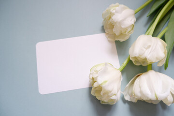 Beautiful white tulips and blank card on pale blue background. spring greeting message card composition with flowers. Women's day, Mother's day and Wedding day background.