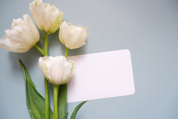 Beautiful white tulips and blank card on pale blue background. spring greeting message card composition with flowers. Women's day, Mother's day and Wedding day background.