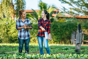 Two Females Agricultural working in organic vegetable farm