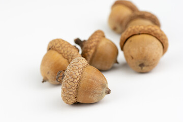 The northern red oak (Quercus rubra) acorns isolated on white background.