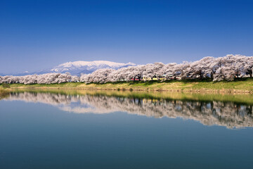 白石川堤一目千本桜