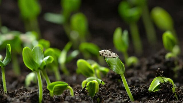Green Plant Slowly Growing From the Soil, Start New Life, Magical Spring Nature Time Lapse 4k