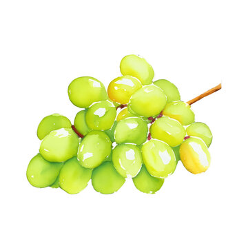 Green Grape Digital Drawing With Watercolor Style Illustration