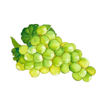 green grape digital drawing with watercolor style illustration