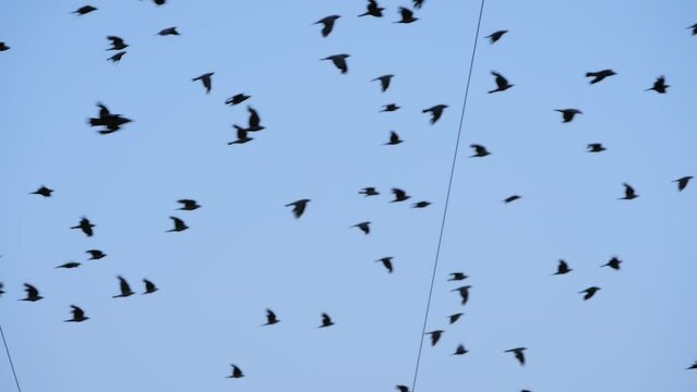 Slow motion: flock of starlings flying against sky. Freedom, wildlife and nature concept
