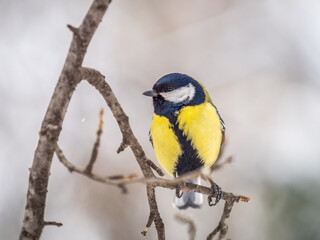 Cute bird Great tit, songbird sitting on a branch without leaves in the autumn or winter.