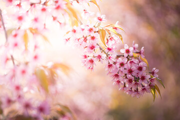 Close up sakura flower