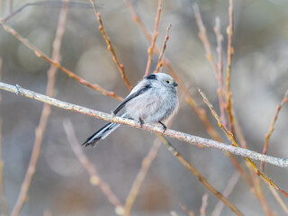 European long-tailed tit, latin name Aegithalos caudatus. A bird sitting on a branch in a deciduous forest.