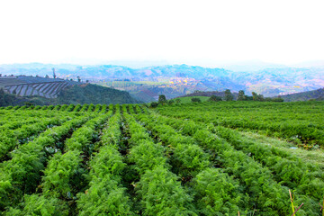 Fototapeta na wymiar row of carrot plantations on the hillside. vineyard in the region