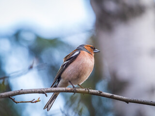 Common chaffinch, Fringilla coelebs, sits on a tree. Common chaffinch in wildlife.