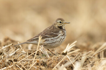 群れから離れたタヒバリ