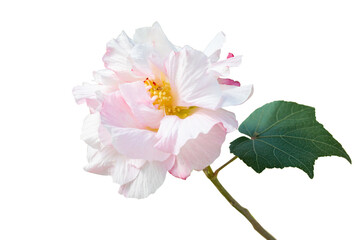 Bouquet Cotton rose hibiscus flower on isolated white background. Floral object