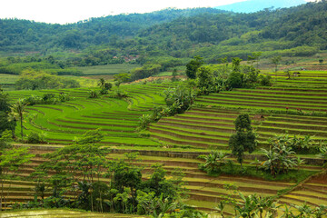 Fototapeta na wymiar view of terraced rice fields in rural bali from the hill. rice terraces in island