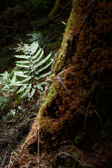 fern in the woods - 564116503