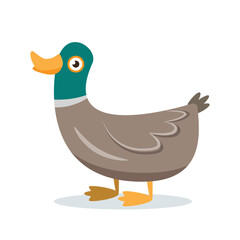duck cartoon character vector illustration