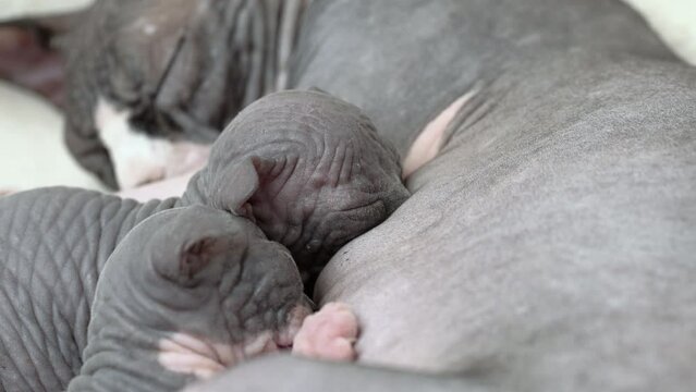 Close-up view of process of breastfeeding of kitten. Hungry baby of Canadian Sphynx Cat sucking milk from mother. Mommy lying and nursing her newborn kitty. Real time shot video, part of series