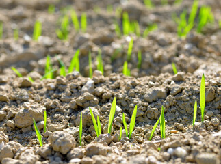 Young wheat seedlings growing in a soil. Spring season. Nature background.