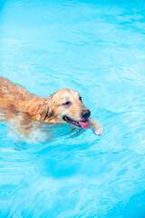 행복한 얼굴로 수영을 즐기는 반려견 강아지, 리트리버