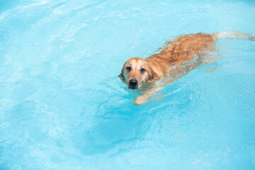 개는 즐겁게 수영하고 있다. 골든리트리버 행복한 강아지가 물속에서 놀고 있다.