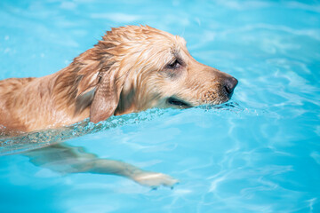 시원한 수영장에서 수영을 즐기며 행복한 표정을 보이는 반려견 골든 리트리버 강아지 © BRS images