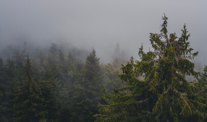 Fog in pine spruce forest, cloudy wet weather landscape. Beautiful atmospheric nature background and landscape
