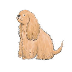 アメリカンコッカースパニエル