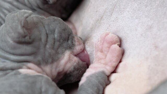Baby of Sphynx Cat sucking milk from mother. Extreme close-up view of process of breastfeeding of hungry tiny kitten. Real time 4K shot video, part of series