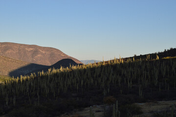 paisaje de cactus y montañas en el atardecer