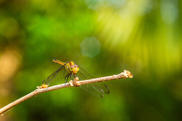 Beautiful of nature, A dragonfly on tree branch and nature blurred background, Macro shots, Insect in Thailand.