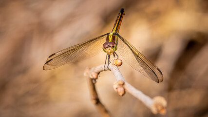 Beautiful of nature, A dragonfly on tree branch and nature blurred background, Macro shots, Insect in Thailand.