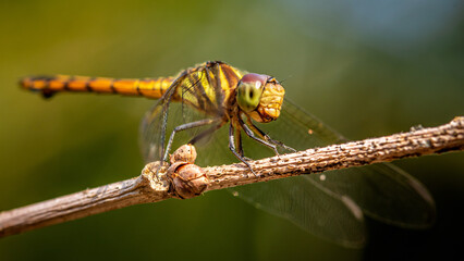 Beautiful of nature, A dragonfly on tree branch and nature blurred background, Macro shots, Insect in Thailand.