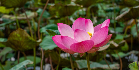 lotus pink  and the background is blurred in green