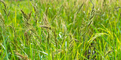 Close-up of fresh green grass
