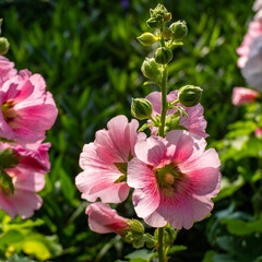 flowers hollyhock pink close-up of  under the morning sun
