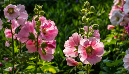 flowers hollyhock colorful and green leaf background in the morning.	
