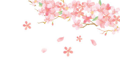 桜　優しい春の背景イラスト