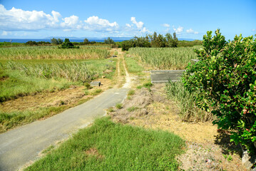 Fototapeta na wymiar 波照間島の美しいサトウキビ畑